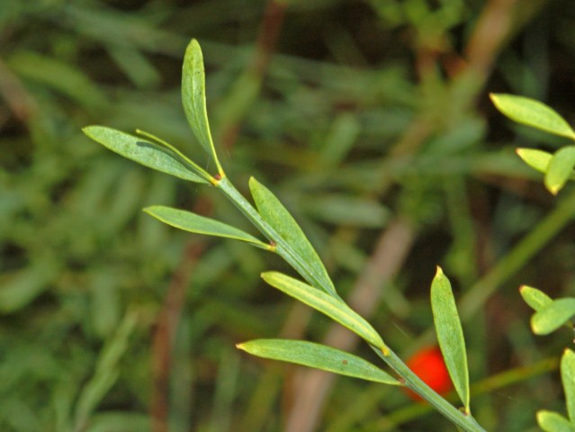 Un cespuglio basso con delle bacche rosse - Osyris alba